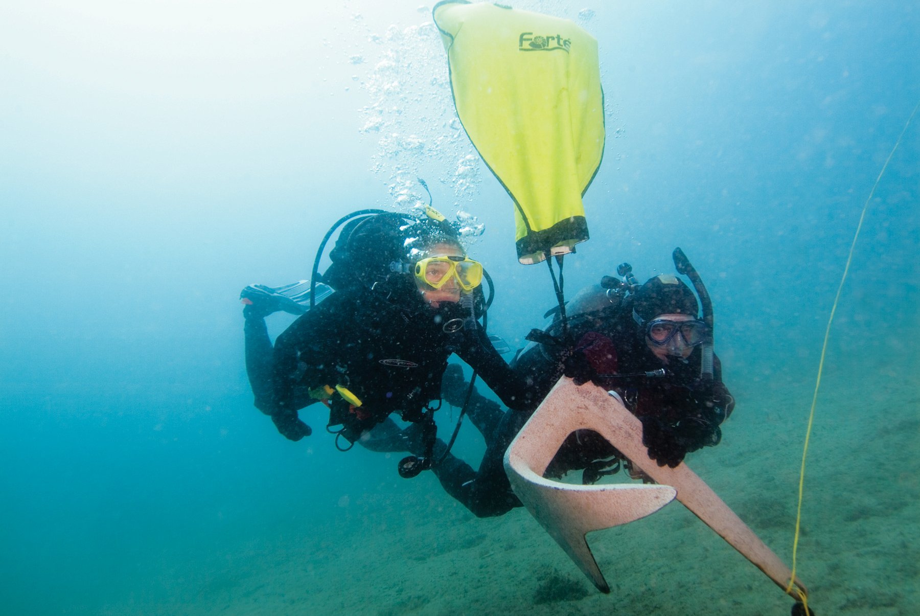 Peaceful Sharks: Sea Dances with Non-Aggressive Creatures